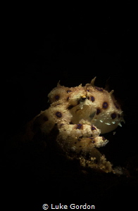 Bluering Octopus by Luke Gordon 